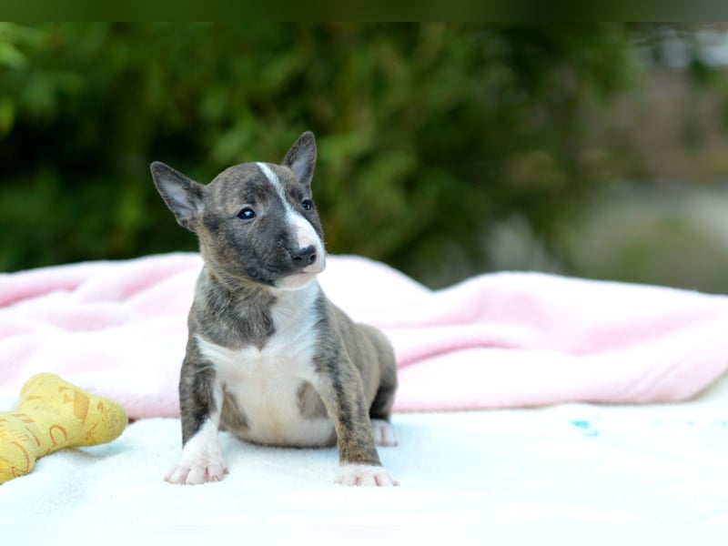 Miniatur-Bullterrier-Welpe zu verkaufen!
