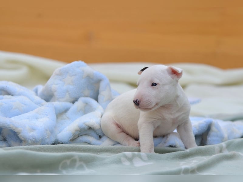 Miniatur-Bullterrier-Welpe zu verkaufen!