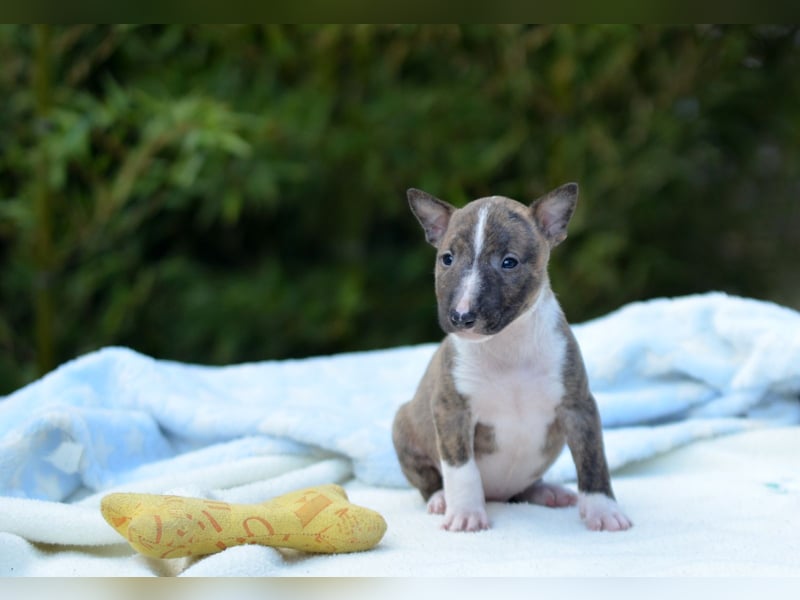 Miniatur-Bullterrier-Welpe zu verkaufen!