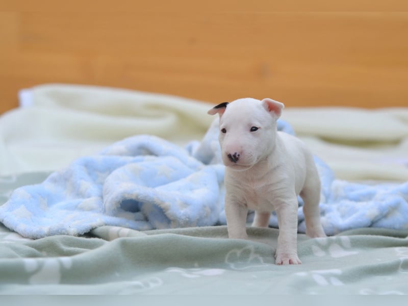 Miniatur-Bullterrier-Welpe zu verkaufen!