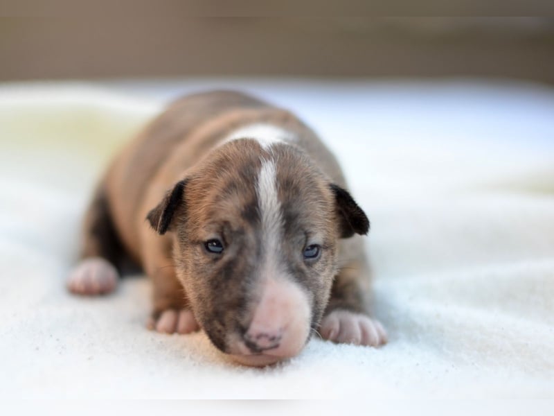 Miniatur-Bullterrier-Welpe zu verkaufen!