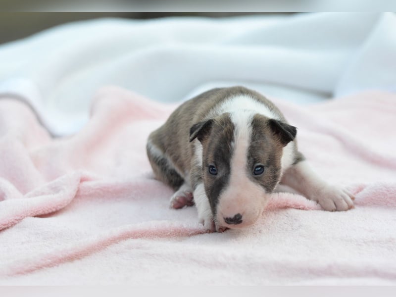 KENDY – Miniatur Bullterrier Hündin sucht bald ein liebevolles Zuhause! 
