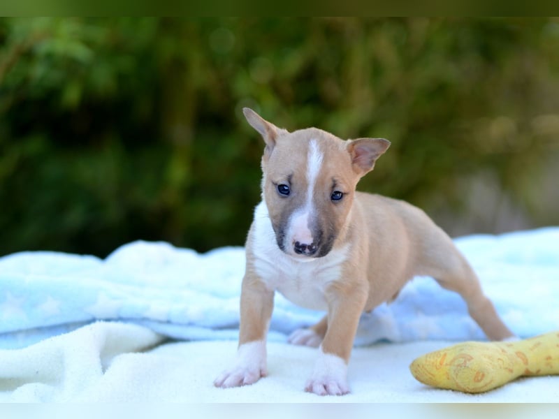 Miniatur-Bullterrier-Welpe zu verkaufen!