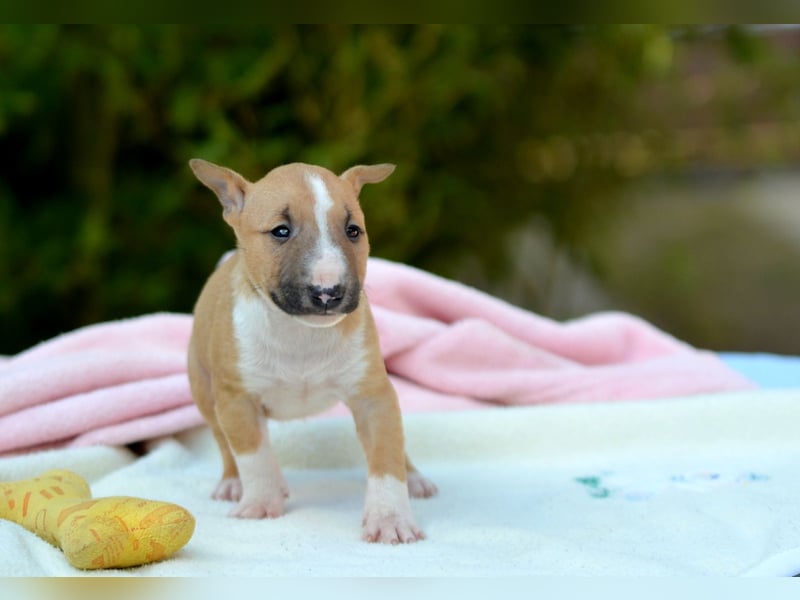 Miniatur-Bullterrier-Welpe zu verkaufen!