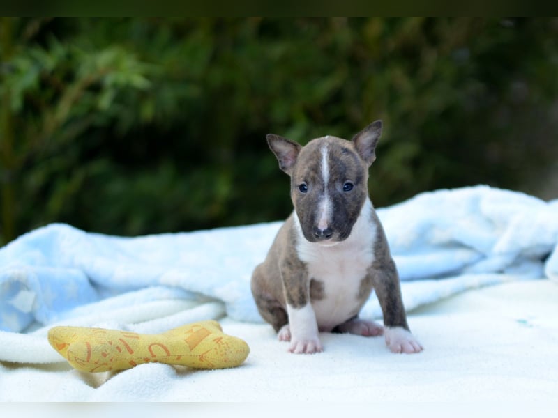Miniatur-Bullterrier-Welpe zu verkaufen!