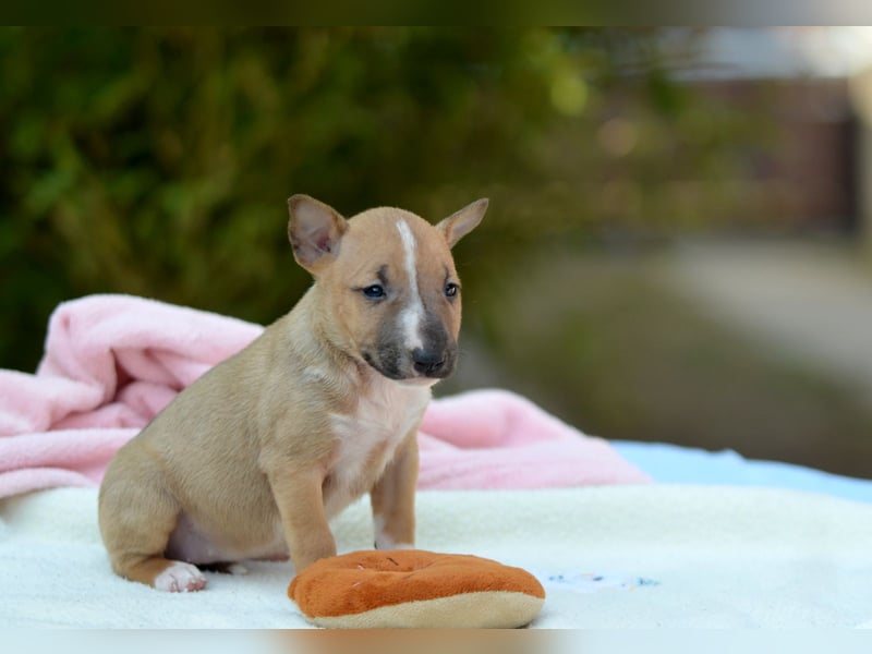 Miniatur-Bullterrier-Welpe zu verkaufen!