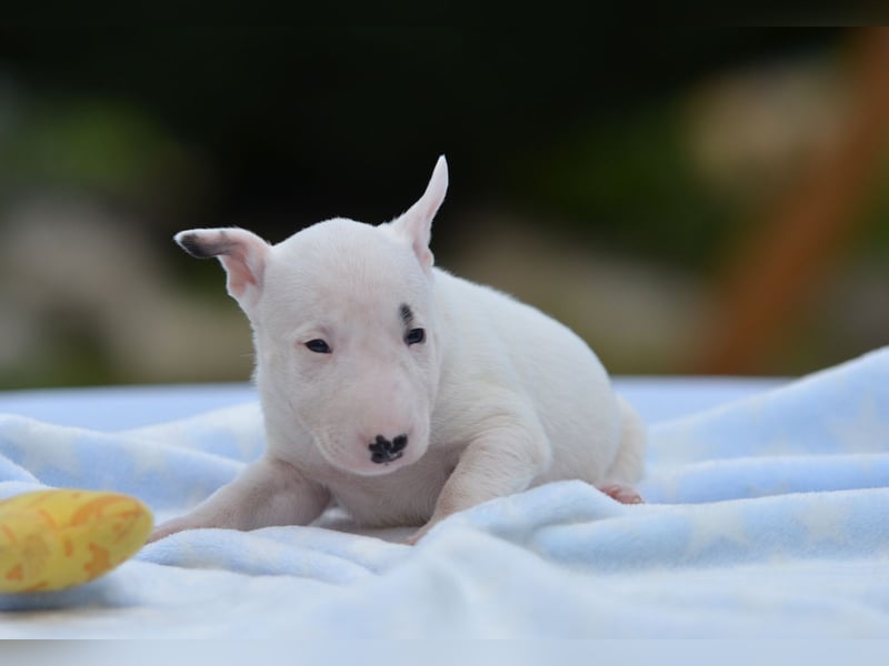 Miniatur-Bullterrier-Welpe zu verkaufen!