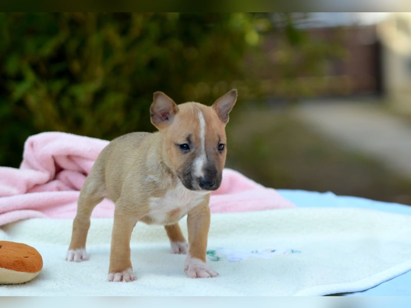 Miniatur-Bullterrier-Welpe zu verkaufen!