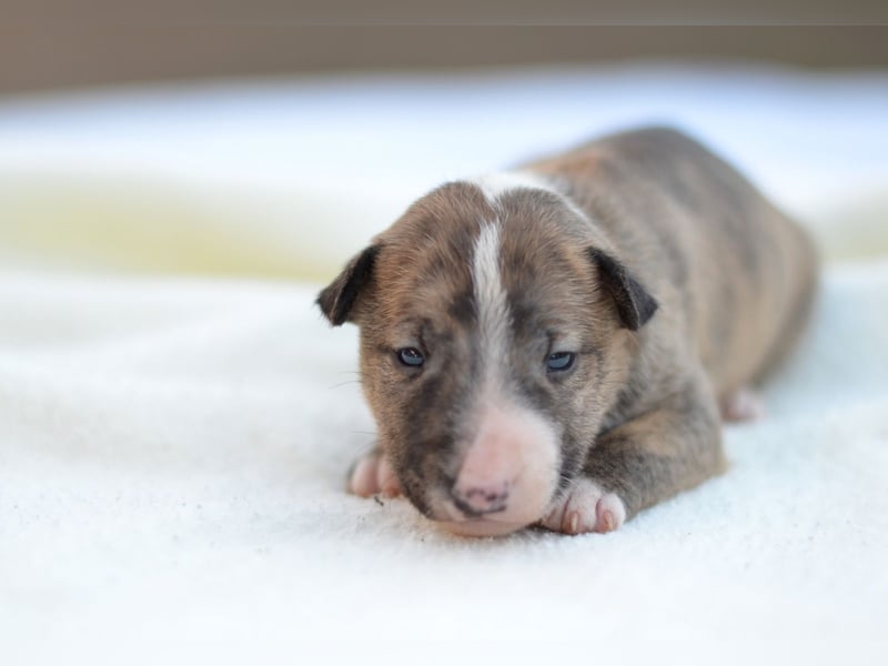 Miniatur-Bullterrier-Welpe zu verkaufen!