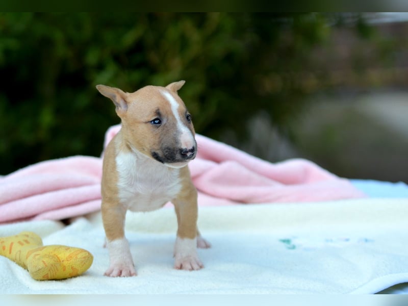 Miniatur-Bullterrier-Welpe zu verkaufen!