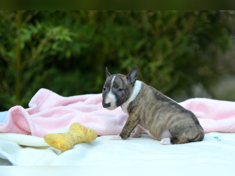 Miniatur-Bullterrier-Welpe zu verkaufen!