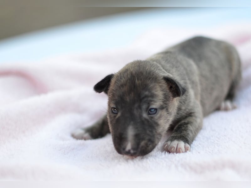 Miniatur-Bullterrier-Welpe zu verkaufen!