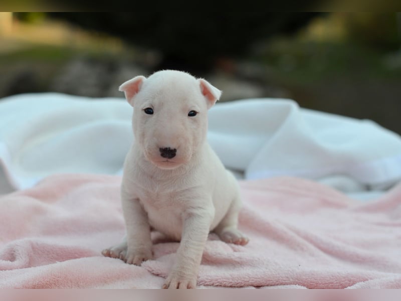 KIMI – Miniatur Bullterrier Hündin sucht bald ein liebevolles Zuhause!