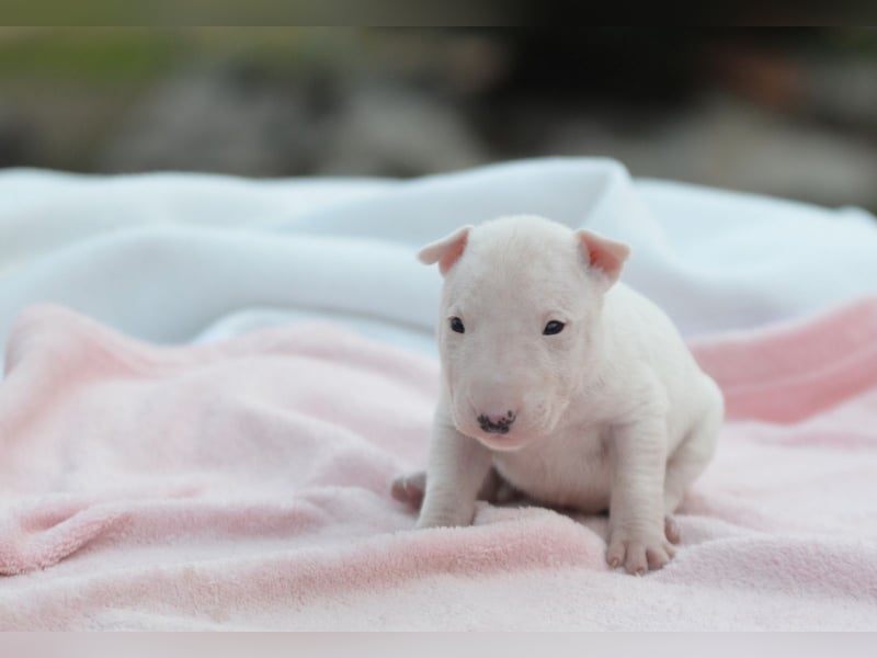 KARLA – Miniatur Bullterrier Hündin sucht bald ein liebevolles Zuhause!