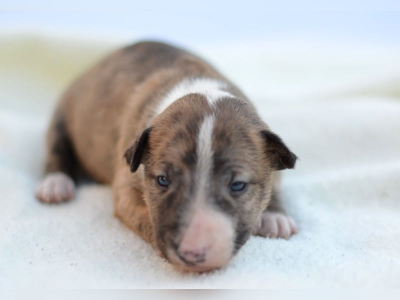 Miniatur-Bullterrier-Welpe zu verkaufen!