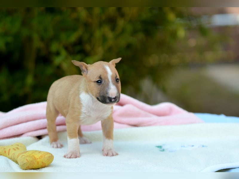 Miniatur-Bullterrier-Welpe zu verkaufen!