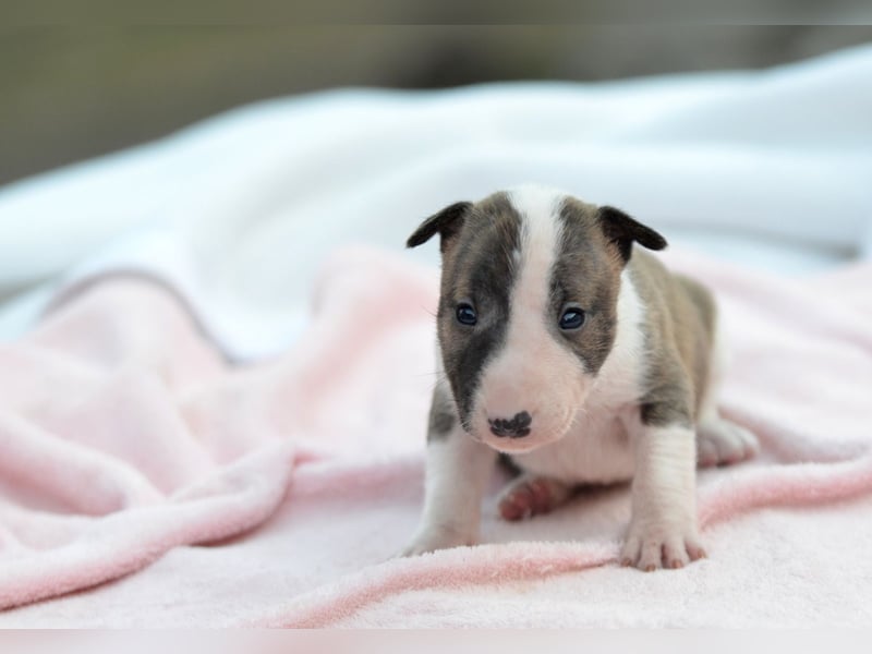KENDY – Miniatur Bullterrier Hündin sucht bald ein liebevolles Zuhause! 