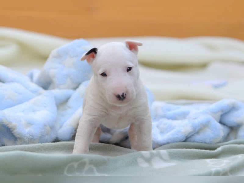 Miniatur-Bullterrier-Welpe zu verkaufen!