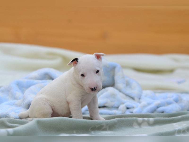 Miniatur-Bullterrier-Welpe zu verkaufen!