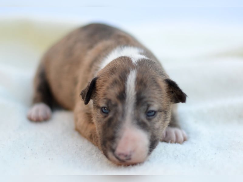 Miniatur-Bullterrier-Welpe zu verkaufen!