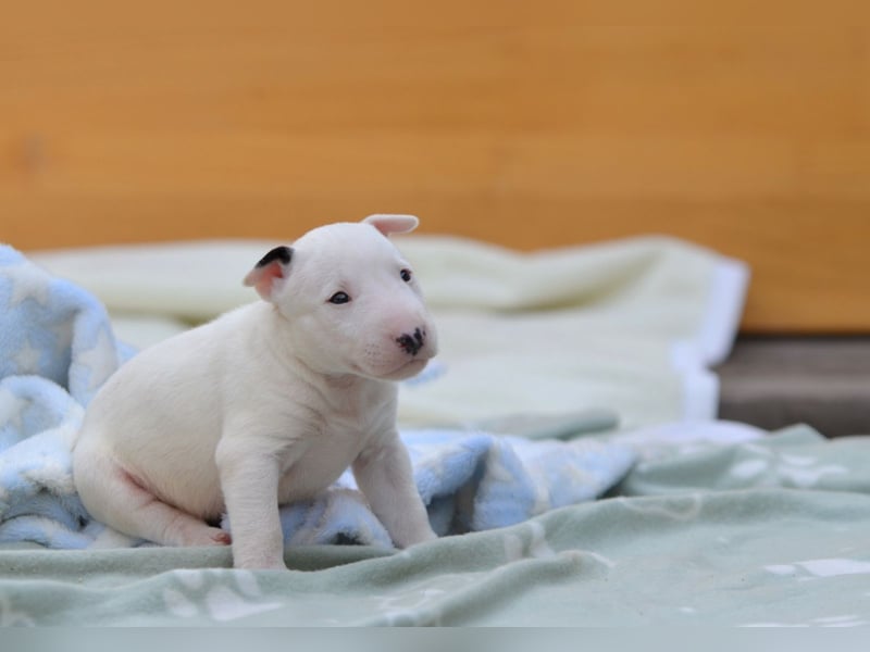 Miniatur-Bullterrier-Welpe zu verkaufen!