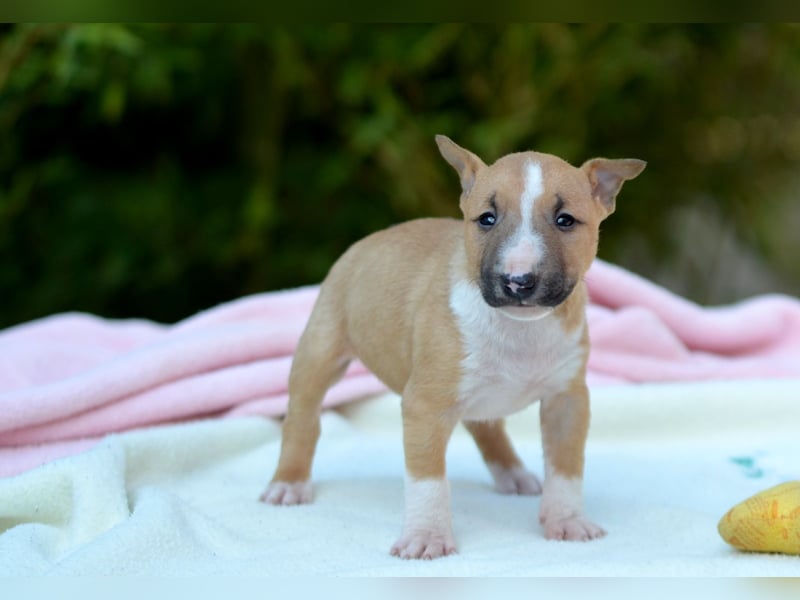 Miniatur-Bullterrier-Welpe zu verkaufen!