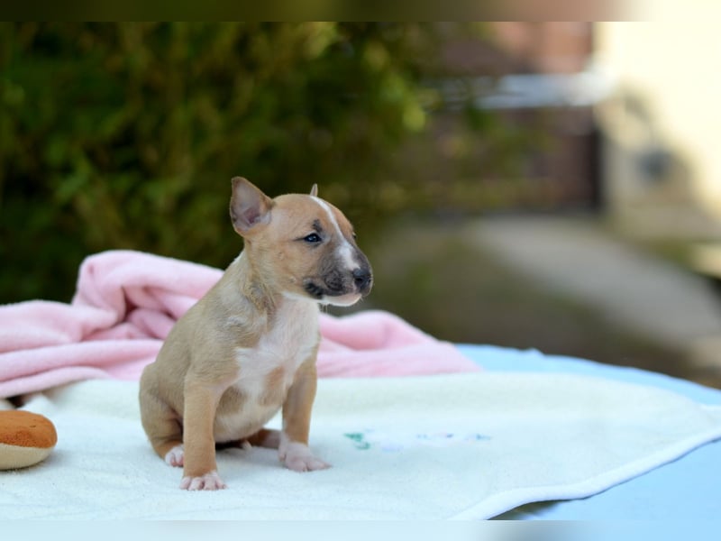 Miniatur-Bullterrier-Welpe zu verkaufen!