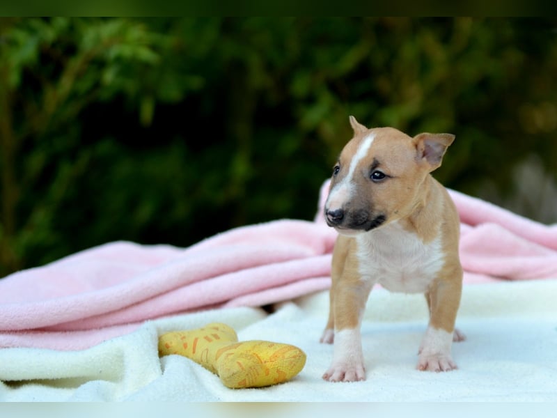 Miniatur-Bullterrier-Welpe zu verkaufen!