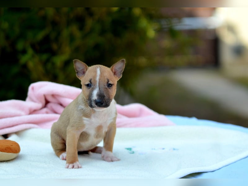 Miniatur-Bullterrier-Welpe zu verkaufen!