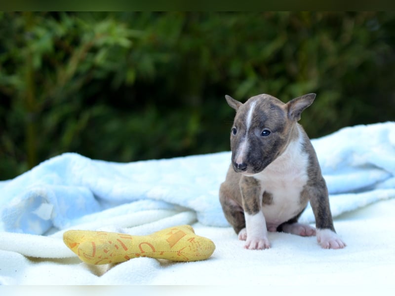 Miniatur-Bullterrier-Welpe zu verkaufen!