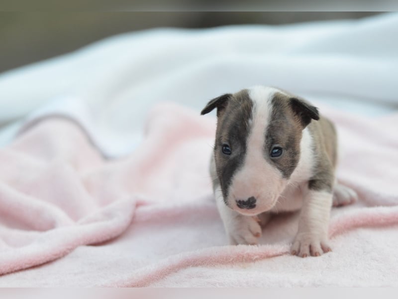 KENDY – Miniatur Bullterrier Hündin sucht bald ein liebevolles Zuhause! 