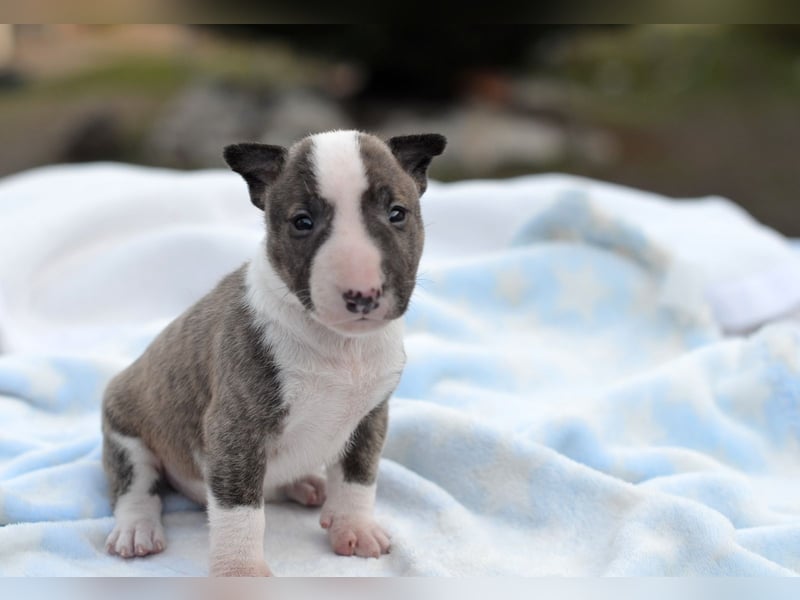 KODA – Miniatur Bullterrier Welpe sucht bald ein Zuhause!