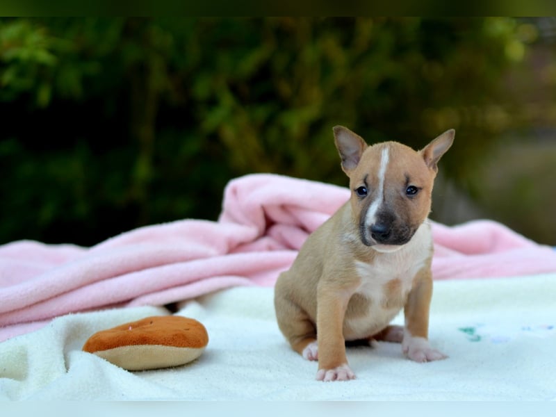 Miniatur-Bullterrier-Welpe zu verkaufen!