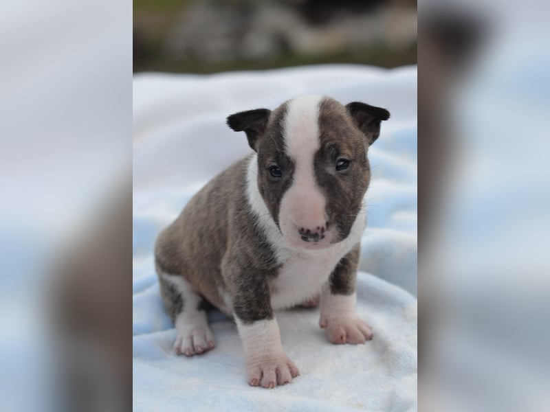KODA – Miniatur Bullterrier Welpe sucht bald ein Zuhause!