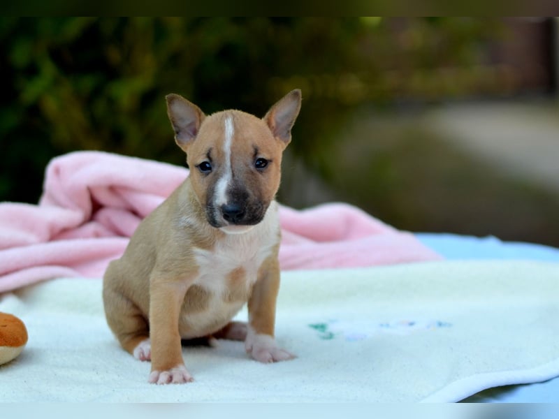 Miniatur-Bullterrier-Welpe zu verkaufen!