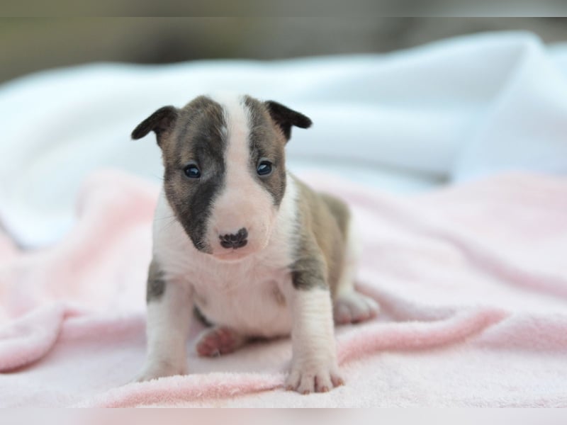 KENDY – Miniatur Bullterrier Hündin sucht bald ein liebevolles Zuhause! 