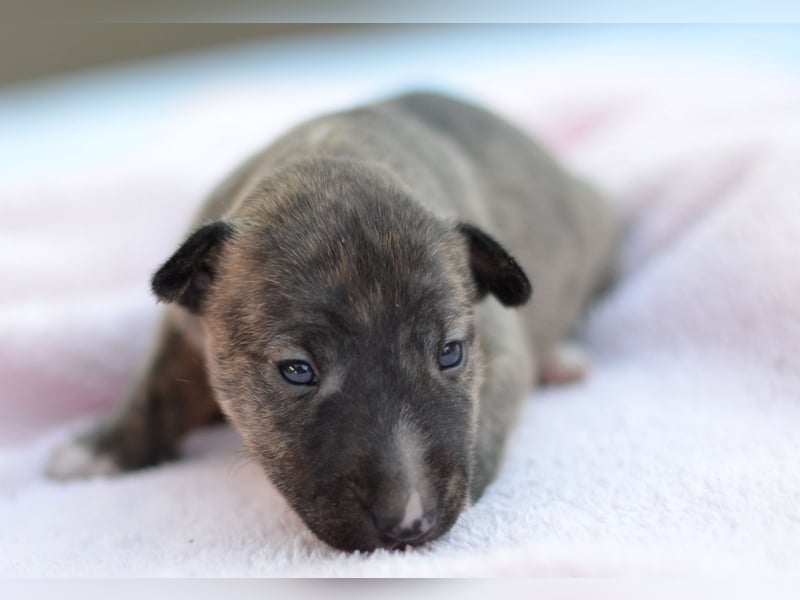 Miniatur-Bullterrier-Welpe zu verkaufen!