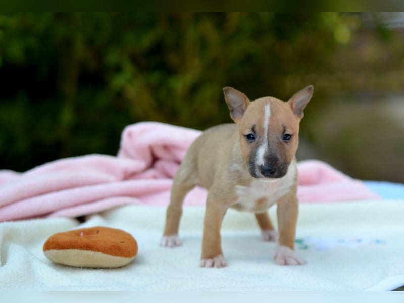 Miniatur-Bullterrier-Welpe zu verkaufen!