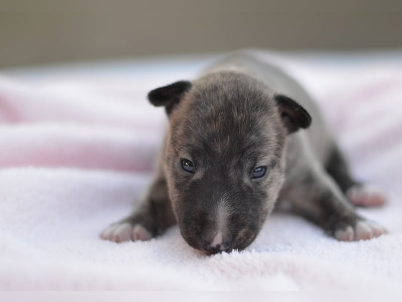Miniatur-Bullterrier-Welpe zu verkaufen!