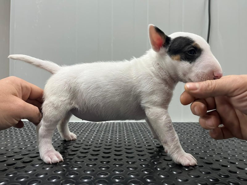 Miniatur Bullterrier Welpen Weiss Miniatur Bullterrier Welpen Weiss