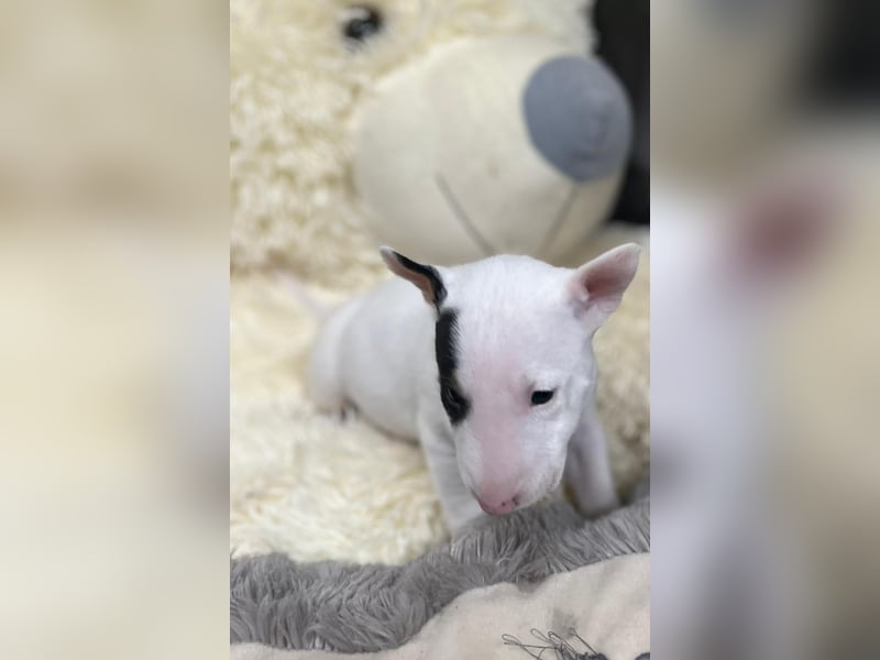 Miniatur Bullterrier Welpen Weiss Miniatur Bullterrier Welpen Weiss