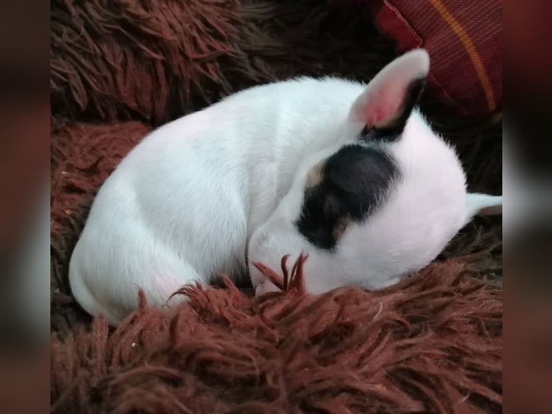Miniatur Bullterrier Welpen Weiss Miniatur Bullterrier Welpen Weiss