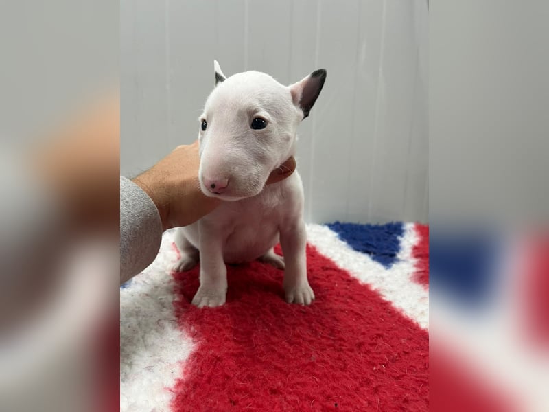 Miniatur Bullterrier Welpen Weiss Miniatur Bullterrier Welpen Weiss