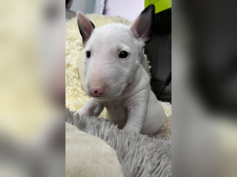 Miniatur Bullterrier Welpen Weiss Miniatur Bullterrier Welpen Weiss