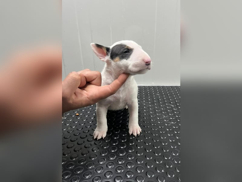 Miniatur Bullterrier Welpen Weiss Miniatur Bullterrier Welpen Weiss