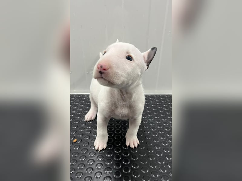 Miniatur Bullterrier Welpen Weiss Miniatur Bullterrier Welpen Weiss