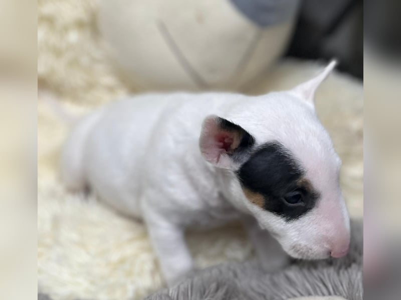 Miniatur Bullterrier Welpen Weiss Miniatur Bullterrier Welpen Weiss