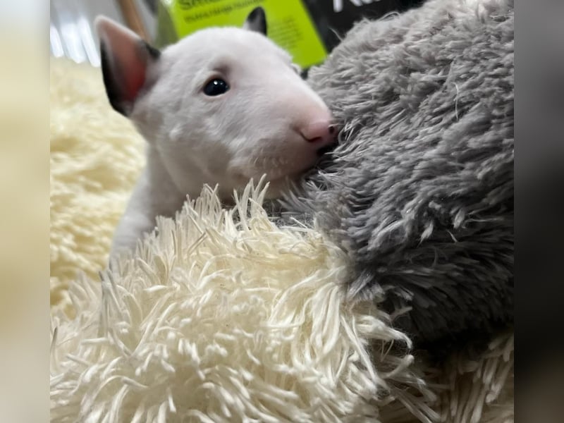 Miniatur Bullterrier Welpen Weiss Miniatur Bullterrier Welpen Weiss