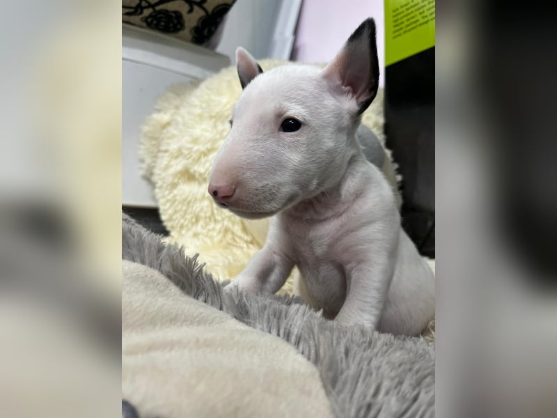 Miniatur Bullterrier Welpen Weiss Miniatur Bullterrier Welpen Weiss