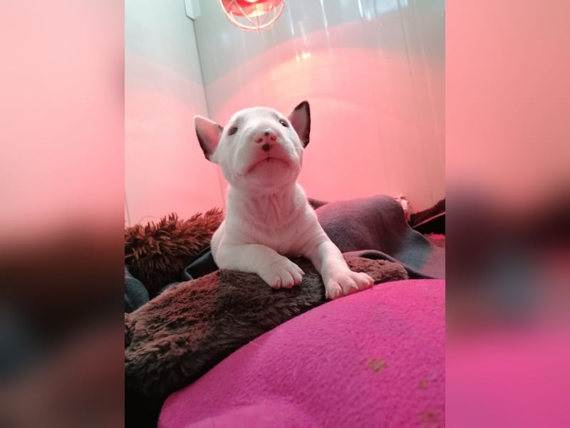 Miniatur Bullterrier Welpen Weiss Miniatur Bullterrier Welpen Weiss